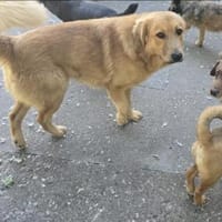 Benji, Hund zur Adoption