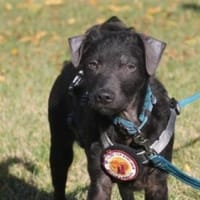 Paco sucht seine Familie, Hund zur Adoption