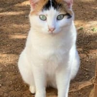 Samtpfötchen ZANNA sucht ein Zuhause, Katze zur Adoption