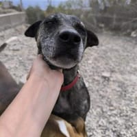 Caty ist eine Seele von Hund, Hündin zur Adoption