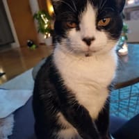 Schüchterne Dunia in FFM (ALM), Katze zur Adoption