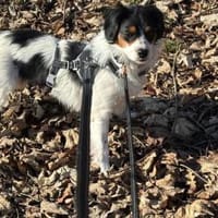 Brioche - sanft und besonders, Hündin zur Adoption