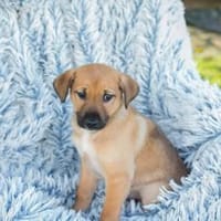 Brady - fröhlicher Entdecker, Hund zur Adoption