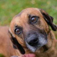 ANKA - Neugierige Entdeckerin sucht Dich, Hündin zur Adoption