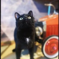 Ein süsser Knopf, wartend auf gutes Zuha, Kater zur Adoption