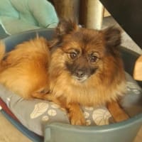 Riley, süße Kleinspitzmischlingshündin, Hündin zur Adoption