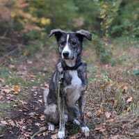 Floki wartet in 90491 Nürnberg, Hund zur Adoption