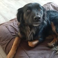 Normi  Ein Herz auf vier Pfoten, Hund zur Adoption