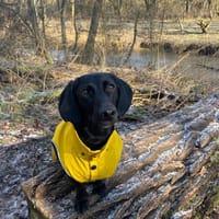 Sumi LM  Powerpaket auf der Suche nach, Hündin zur Adoption