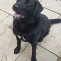 Besonderer BOCELLI, Hund zur Adoption