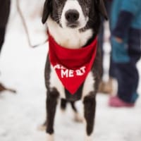 Genießerschnute ♥Mona♥ in 01640 Coswig, Hündin zur Adoption