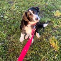 Banko   bezaubernder Welpen, Hund zur Adoption