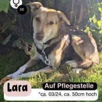 LARA - möchte die Natur entdecken, Hündin zur Adoption