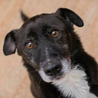 Fido - Ein treuer Schatz, Hund zur Adoption