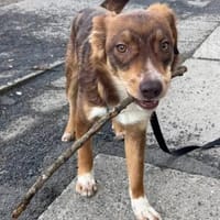 Mylo- aus RO, 12659, Berlin, keine Katze, Hund zur Adoption