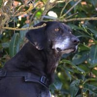 Tammy sucht ein Zuhause, Hündin zur Adoption