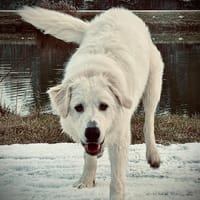 Vermittlungshilfe, Hund zur Adoption