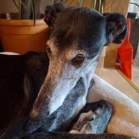 Vera2 sucht dringend Gnadenplatz, Hündin zur Adoption