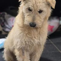 Goldstück Sava ist eine ganz zauberhafte, Hündin zur Adoption