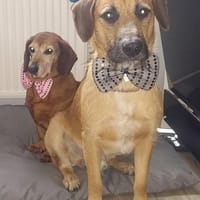 Besuche Taro in 24885 Sieverstedt, Hund zur Adoption