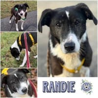 RANDIE * genügsam und ruhig, Hündin zur Adoption