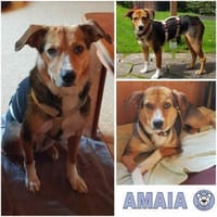 AMAIA -Zarte, freundliche Hündin-, Hündin zur Adoption