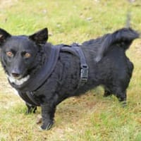 Suna ist eine kleine Zaubermaus, Hündin zur Adoption