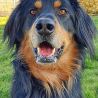 Marlowe, su. erfahrene Besitzer VIDEO, Hund zur Adoption