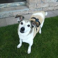 Cecilio,topfitter Senior möchte 1 Family, Hund zur Adoption