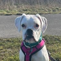 zuckersüsse Boxerhündin Lady, Hündin zur Adoption