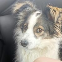 Mischlingshündin Bjelka, Hündin zur Adoption