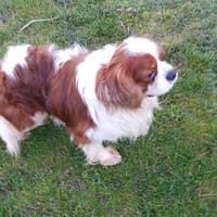 Cavi, Cavalier King Charles Spaniel, Hund zur Adoption