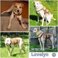 LOVELYN -sucht erfahrene Menschen-, Hündin zur Adoption