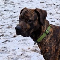 Sensibler Cooper möchte ankommen., Hund zur Adoption