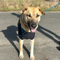 Bella sucht ein liebevolles Zuhause, Hündin zur Adoption