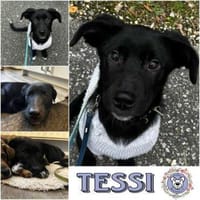 TESSI * taffe Mädchen kommen überall hin, Hündin zur Adoption