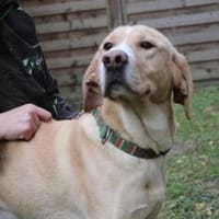 Yoko su.geduldige  Besitzer, Hund zur Adoption