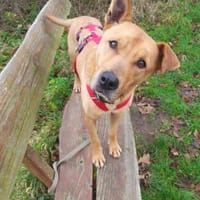 Ozzy - Konsequenz gefragt, Hund zur Adoption