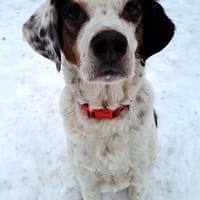 Pisolo - wer gibt ihm Sicherheit?, Hund zur Adoption