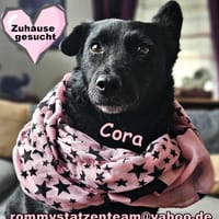 Cora mag erlebnisreiche Spaziergänge, Hündin zur Adoption