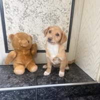 Leano sucht ein Zuhause, Hund zur Adoption