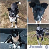 JONAH -sucht erfahrene Menschen-, Hund zur Adoption