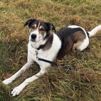 Hazel sucht eine neue Familie, Hündin zur Adoption