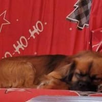 💙Mogli💙 sucht seine Menschen 🐾💙, Hund zur Adoption