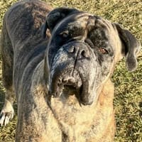 Toller Paddy -  sucht dingend!, Hund zur Adoption