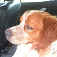 Paul - Gute-Laune-Hund sucht Zuhause, Hund zur Adoption