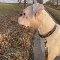 Süsser Boxerjunge will durchstarten, Hund zur Adoption