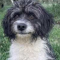 liebe , kleine Trincia 🥰, Hündin zur Adoption