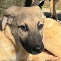 DIDI-bezaubernder Welpen-Rüde,44cm, Hund zur Adoption