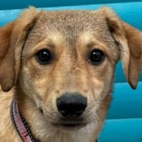 DOTTY-zauberhaftes Welpen-Mädchen, Hündin zur Adoption